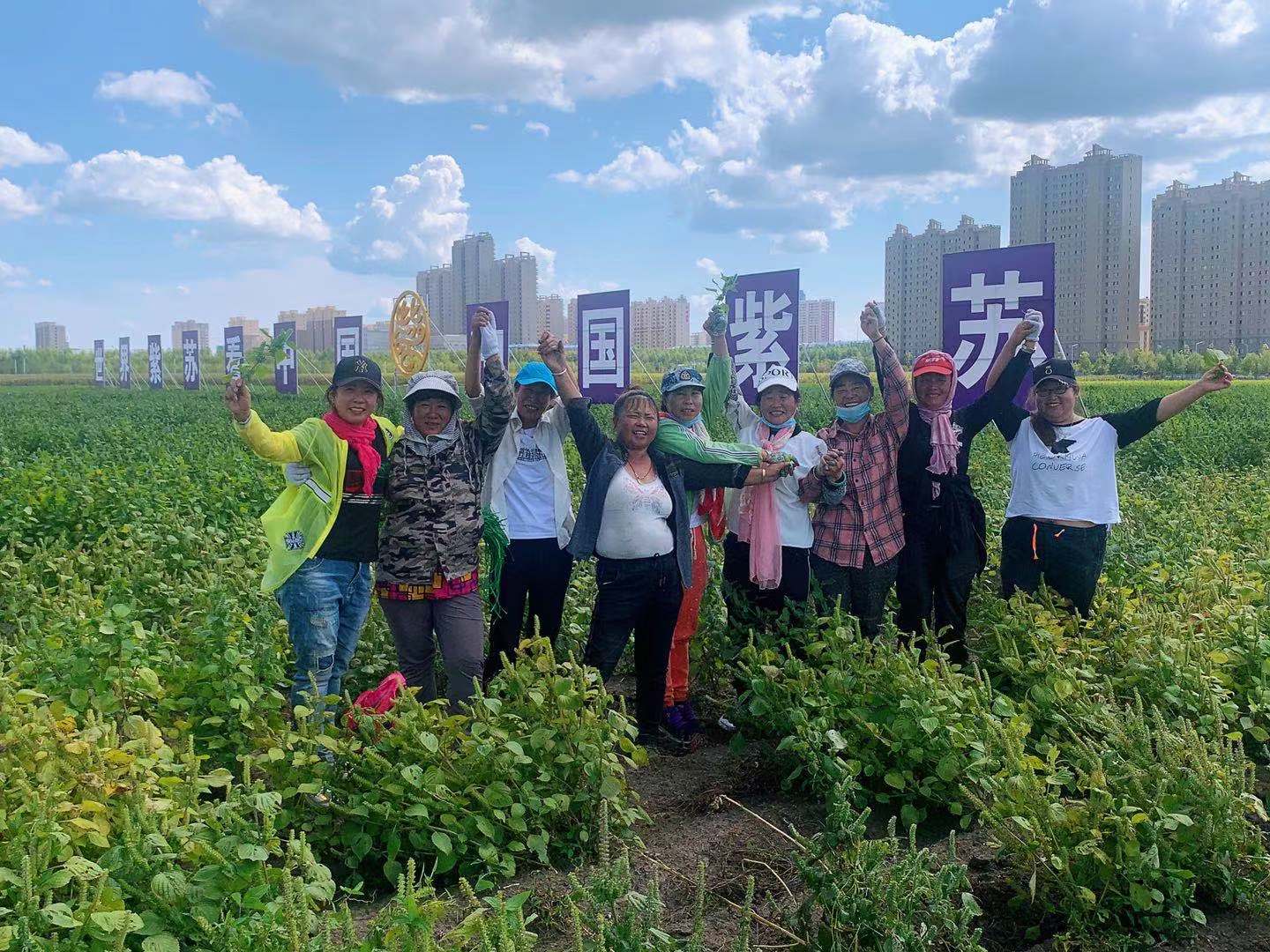 桦南紫苏种植基地在哪里,桦南紫苏简介