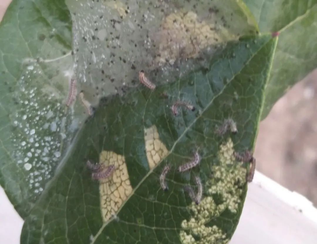 蓝莓病虫害防治视频教学,蓝莓常见虫害及防治知识回答