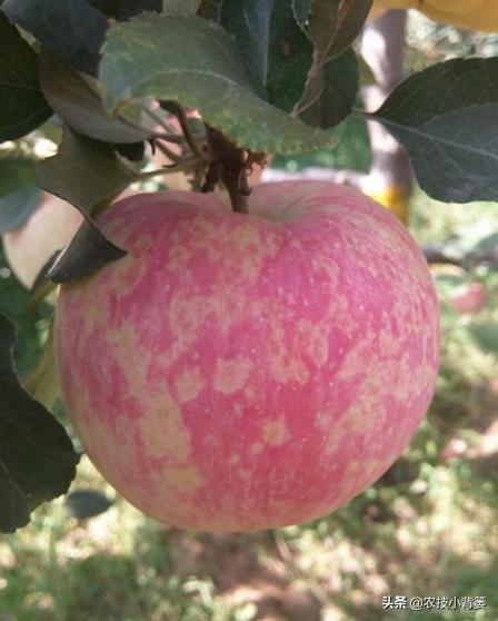 苹果病毒病防治特效药,苹果病毒最佳防治方法