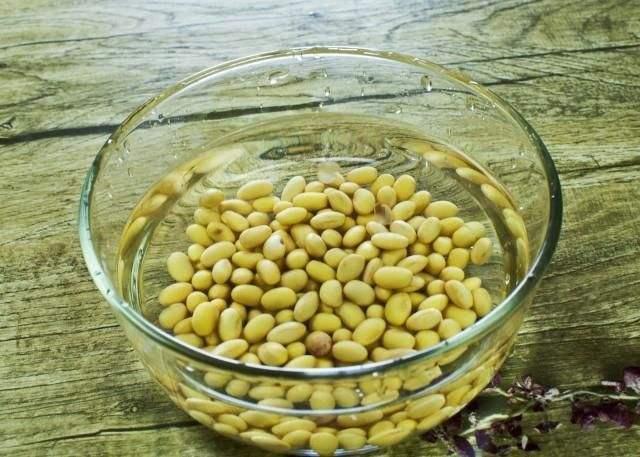 盆里加上“黄金豆”，叶片油亮亮，烂根黄叶都没有，发财树真好养