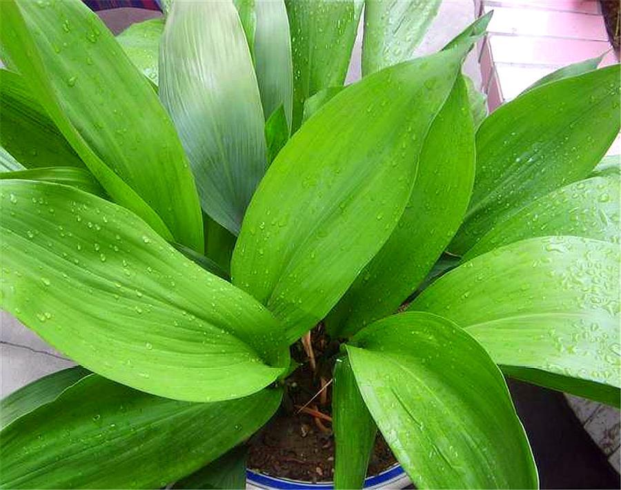 一叶兰的叶子长得又矮又小,一叶兰多久长新叶