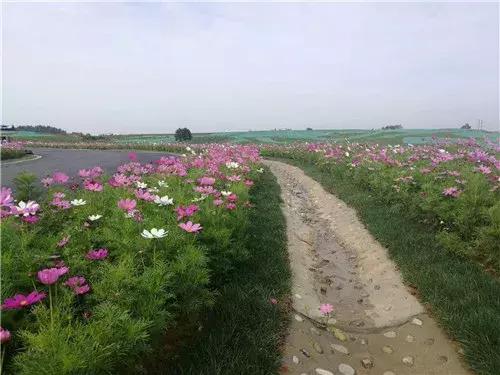 成都双流绿道,双流区绿道建设