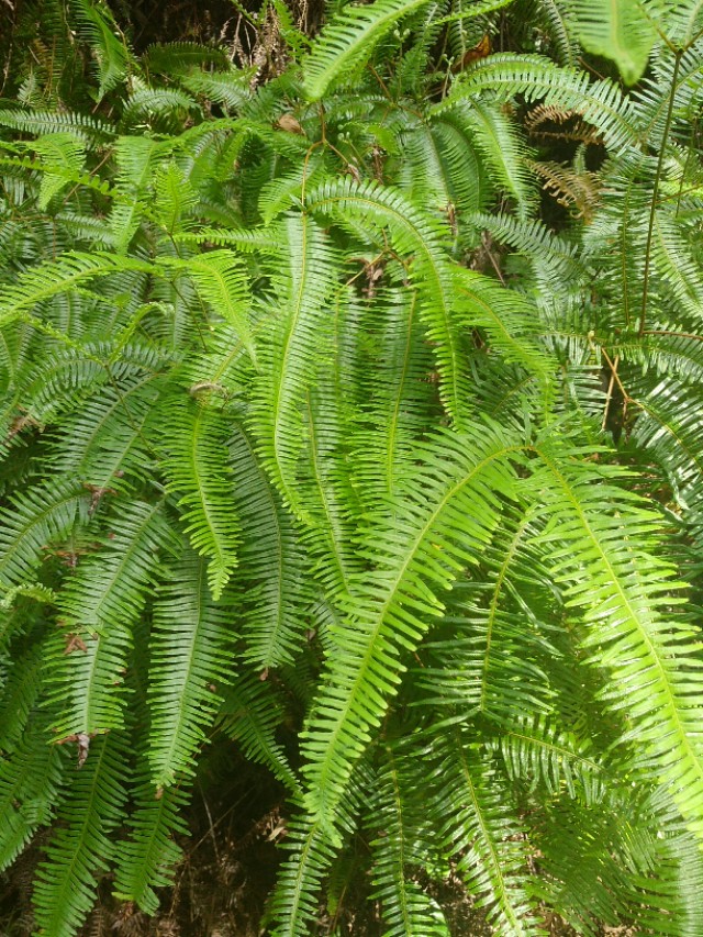 农业合作化的主要原则,农业合作化的实质