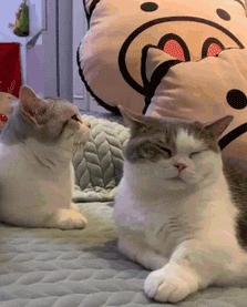 喵星人的反应能力超出常人,喵星人战斗力有多强