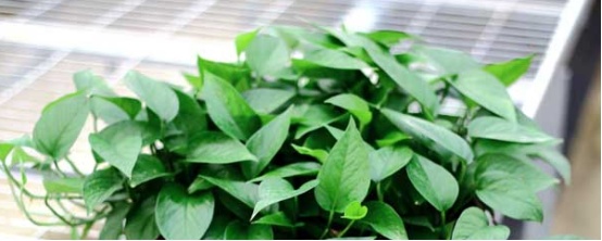 怎样养绿萝和花盆,陶粒养绿萝