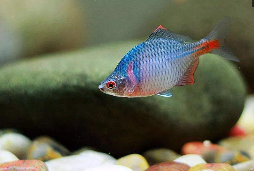 中国原生观赏鱼大全,不错的观赏鱼有哪些种类