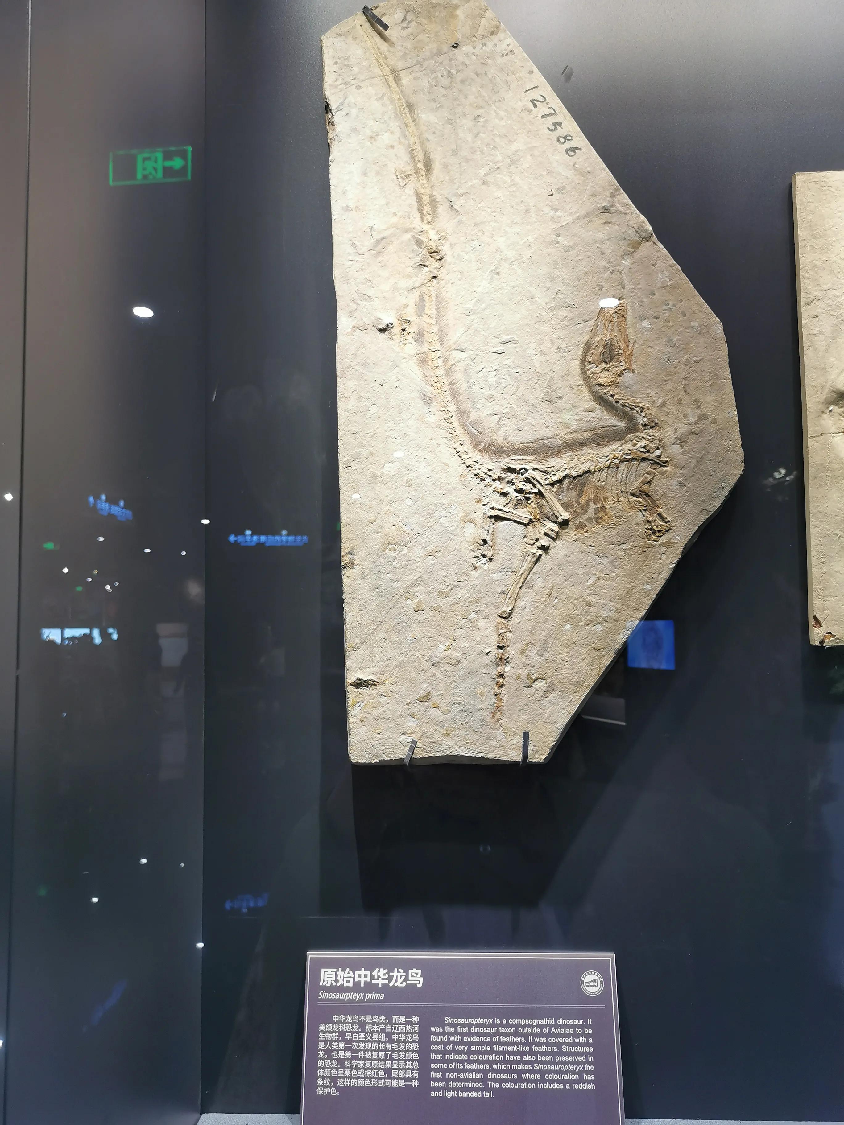 南京古生物博物馆开放时间及门票,南京古生物博物馆作文