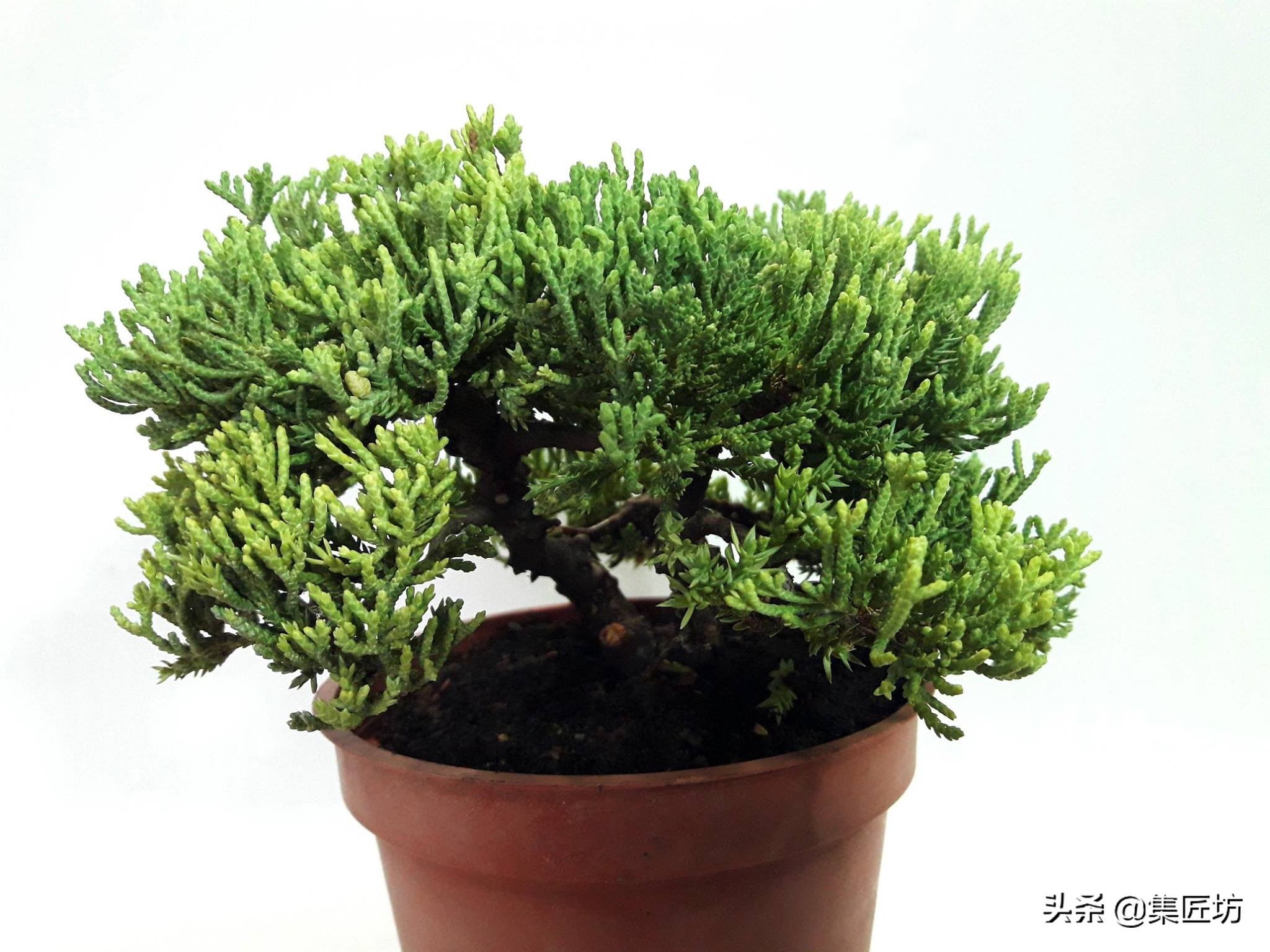 盆景舍利桩处理方法,盆景舍利杆上面的附着物怎么清除