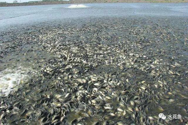 越冬综合症鱼病要多久能治好,鱼瘟病是怎么回事