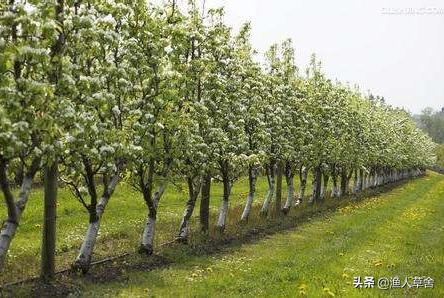 梨花开后落果怎么回事,梨花谢花后都蔫了什么情况