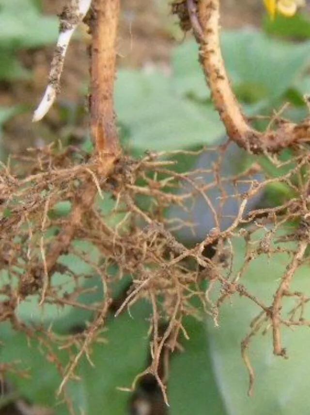 花生高产必需的微量元素,花生生长期需要哪些微量元素