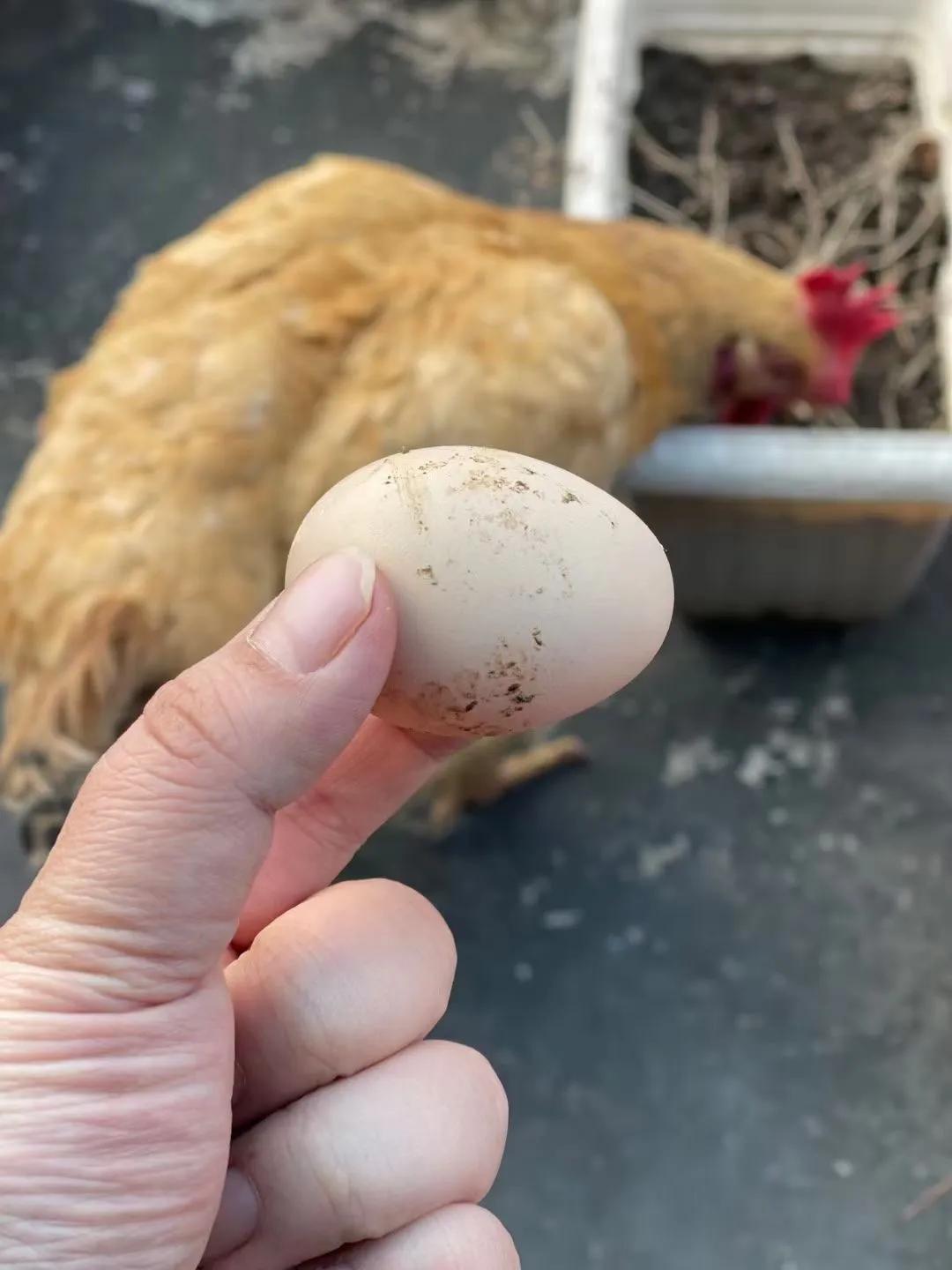 上海吃毛蛋吃出了一只小鸡,长得那么像公鸡,为什么会下蛋?