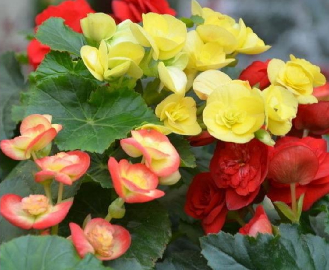 四季海棠开花后怎么处理谢的花,室内宜养的花海棠四季开花吗