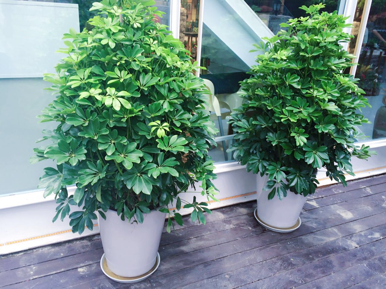 常见的五种最丑的花,最好养的丑花排名