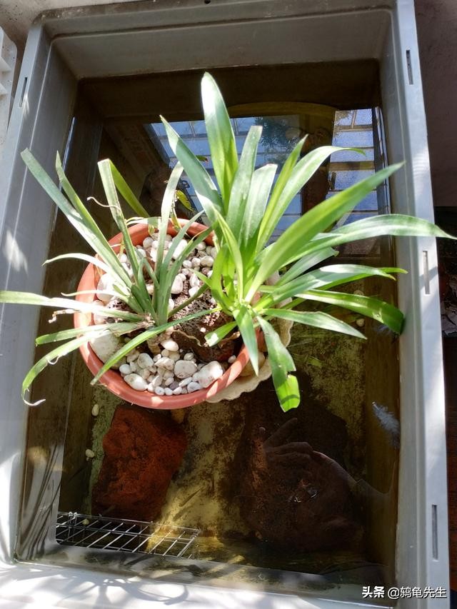 鸫龟先生新手养草龟注意什么,只有草龟能变墨龟吗