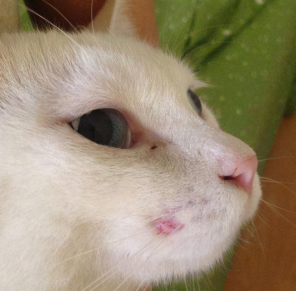 猫咪得了猫癣怎么治最有效,猫咪得了猫癣没有药怎么办