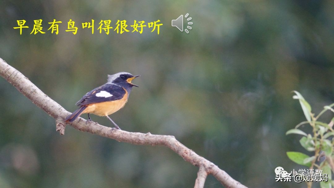 六年级下册语文表里的生物朗诵,六年级下册表里的生物小练笔400字