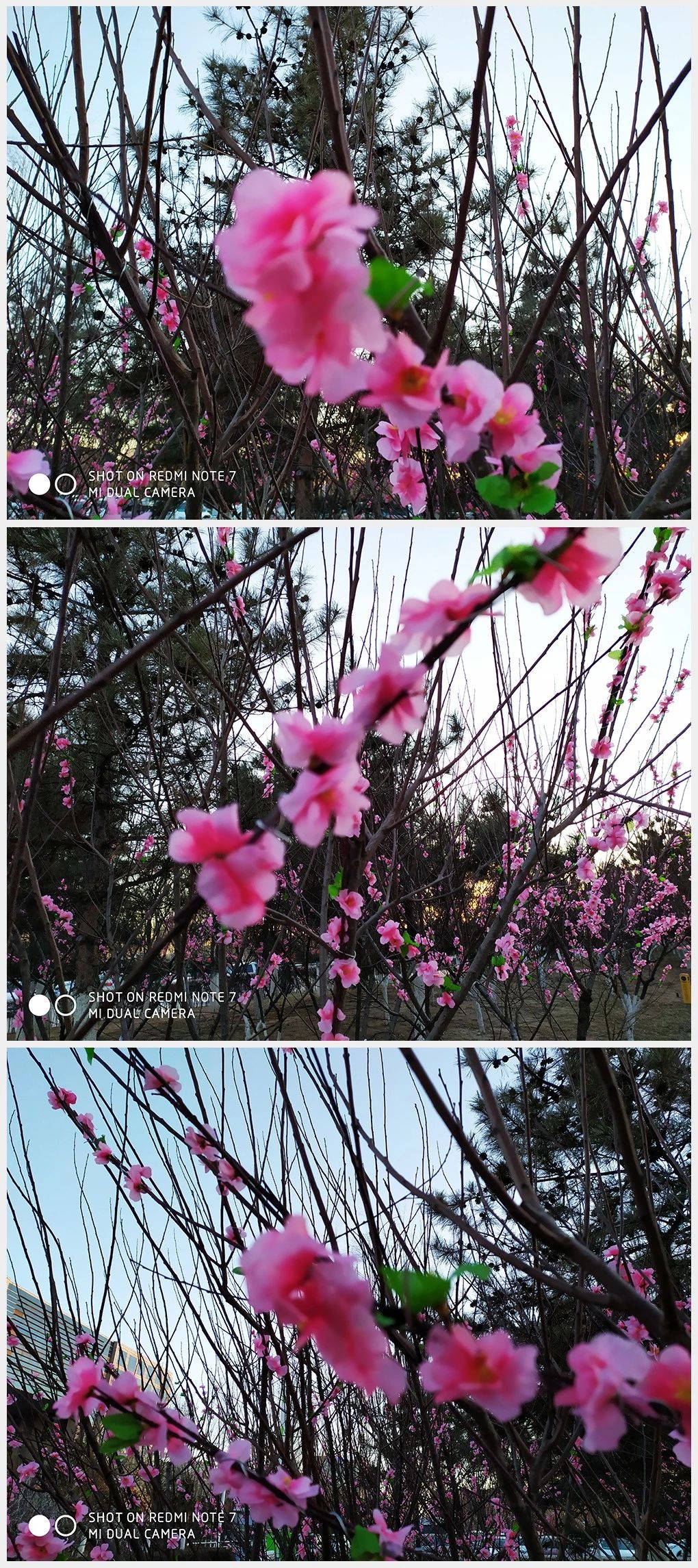 红米note7pro拍照怎么样,红米note7后摄多少像素