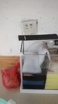 金鱼已经入缸怎么培养硝化菌,鱼缸用什么材料培养硝化菌最好