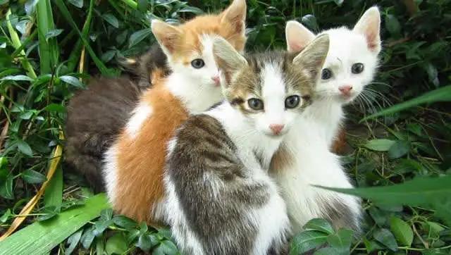 发现一只流浪猫有猫癣怎么帮助它,遇到流浪猫怎么配合