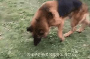 汶川地震狗救了32条人命,汶川地震狗狗救人21人