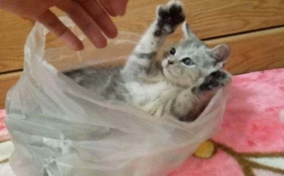 猫咪的十大坏习惯,猫咪十大常见病和预防方法