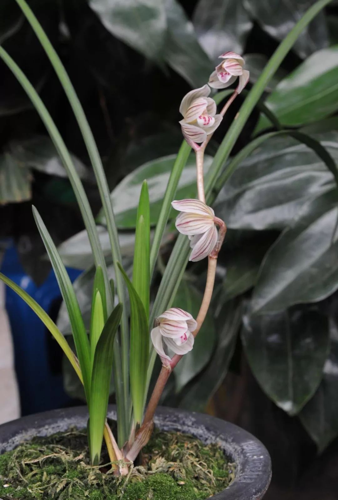养兰新手用啥盆,最简单的养兰植料