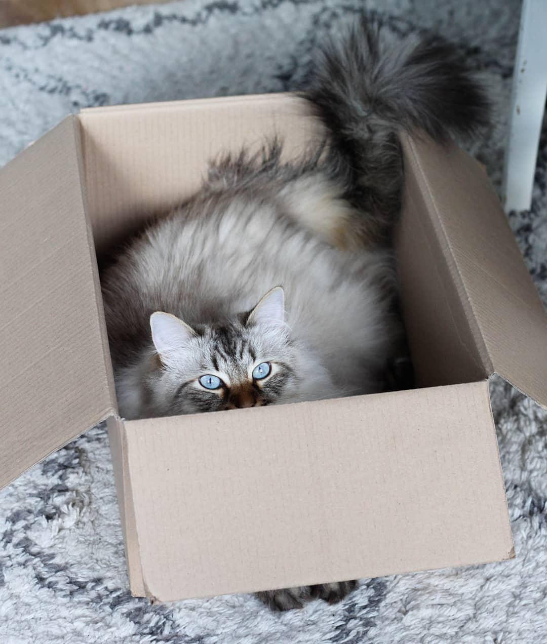 猫咪口臭怎么办4招减少90%烦恼,猫咪口臭原因有哪些