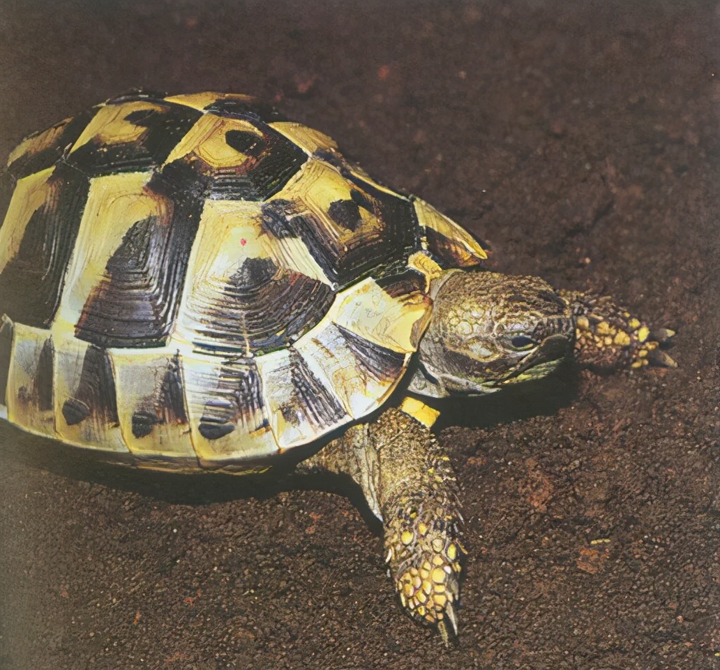 各种龟类图片大全大图,龟类展示会