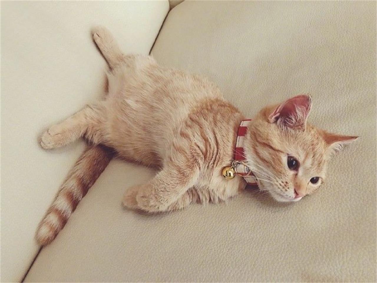 猫咪嘴巴臭怎么解决视频,猫咪呕吐还不精神特别臭怎么回事