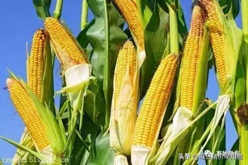 「猪病防治」新玉米来了，养殖不脱霉，最后都是赔