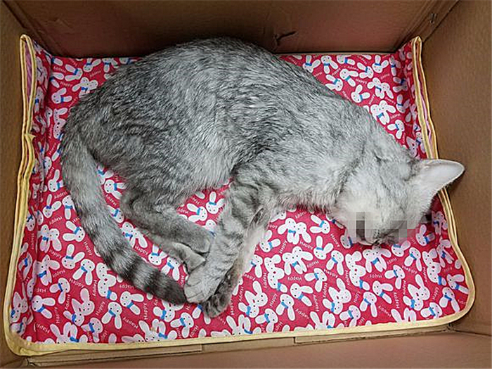 猫咪肺水肿会引起鼻支吗,猫咪肺水肿导致脏器衰竭