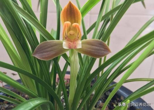 适合室内养的兰花品种有哪些,家里最适合养的十种兰花