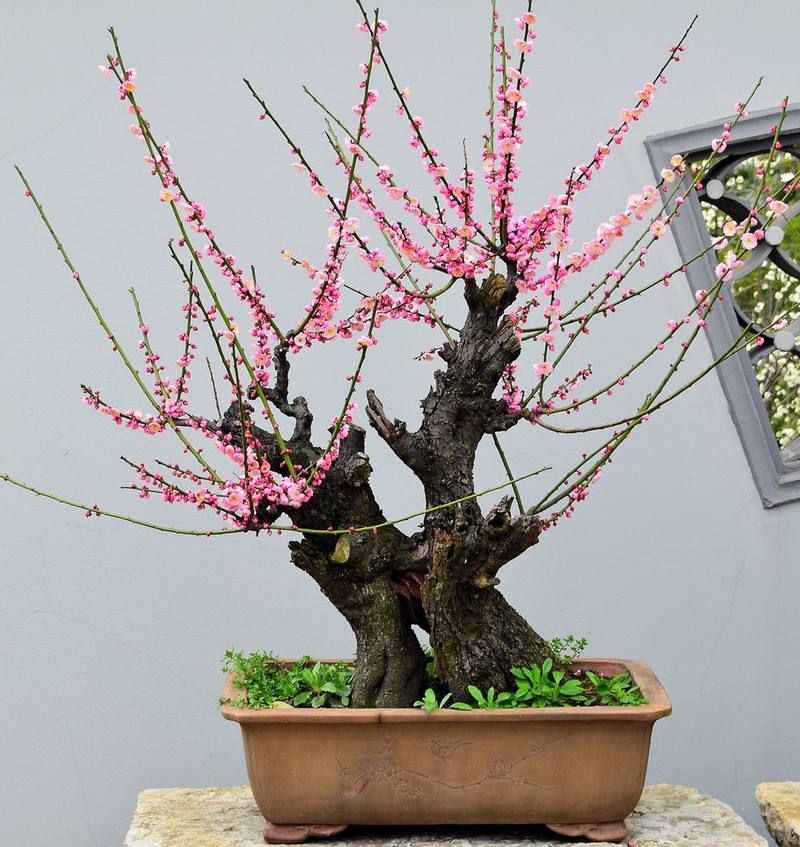 怎么冬日赏繁花？养梅花最正确，生命力旺盛不怕冷，养护方法简单