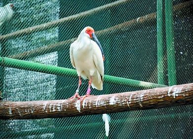 璧伴亶涓浗娌冲崡鑽ラ槼,璧伴亶娌冲崡