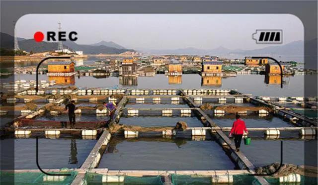 创业致富项目农村种什么赚钱,农村最赚钱的种植创业项目有哪些