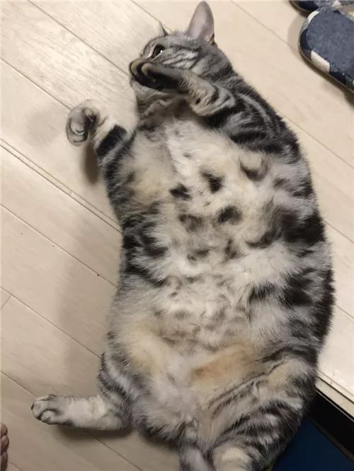 老板，这圆滚滚地怎么恢复出厂设置，说好的小可爱呢？