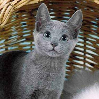 俄罗斯蓝猫有味道,俄罗斯蓝猫好玩吗