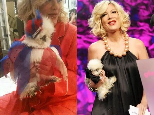 胡歌养的5只什么猫,胡歌的宠物猫