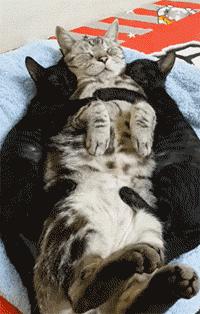 猫咪咬人怎么区分真咬假咬,猫咪如果经常咬你的手怎么办