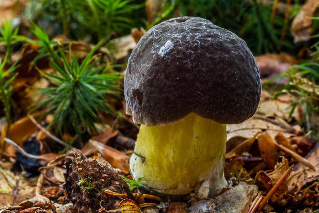 每个十一月生日对应的生日花,365天每天代表生日的花有哪些