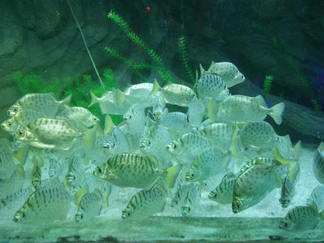 汽水鱼能不能纯海水养,汽水鱼可以用淡水长期饲养吗