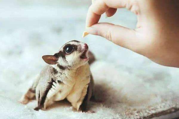 寒号鸟科普视频,寒号鸟和老鼠的区别