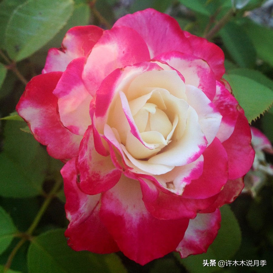 大花月季名贵月季十大品种,月季大花浓香好养的品种