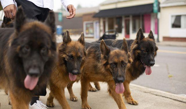 5大饲养禁忌,养犬的100个常见问题
