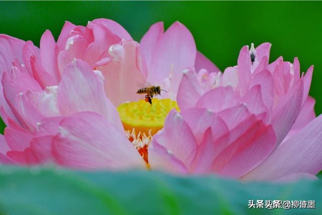 荷花怎么拍出高级感的照片航拍,荷花怎么拍出高级感的照片
