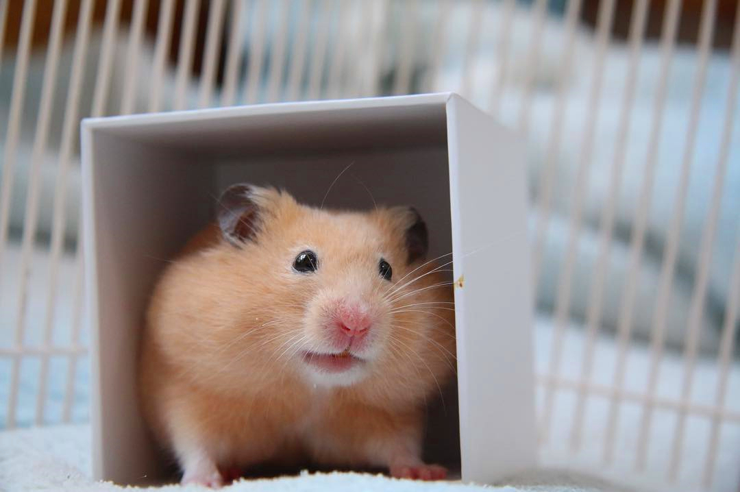 仓鼠布丁和银狐都吃些什么,仓鼠银狐怎么挑食的呢图片