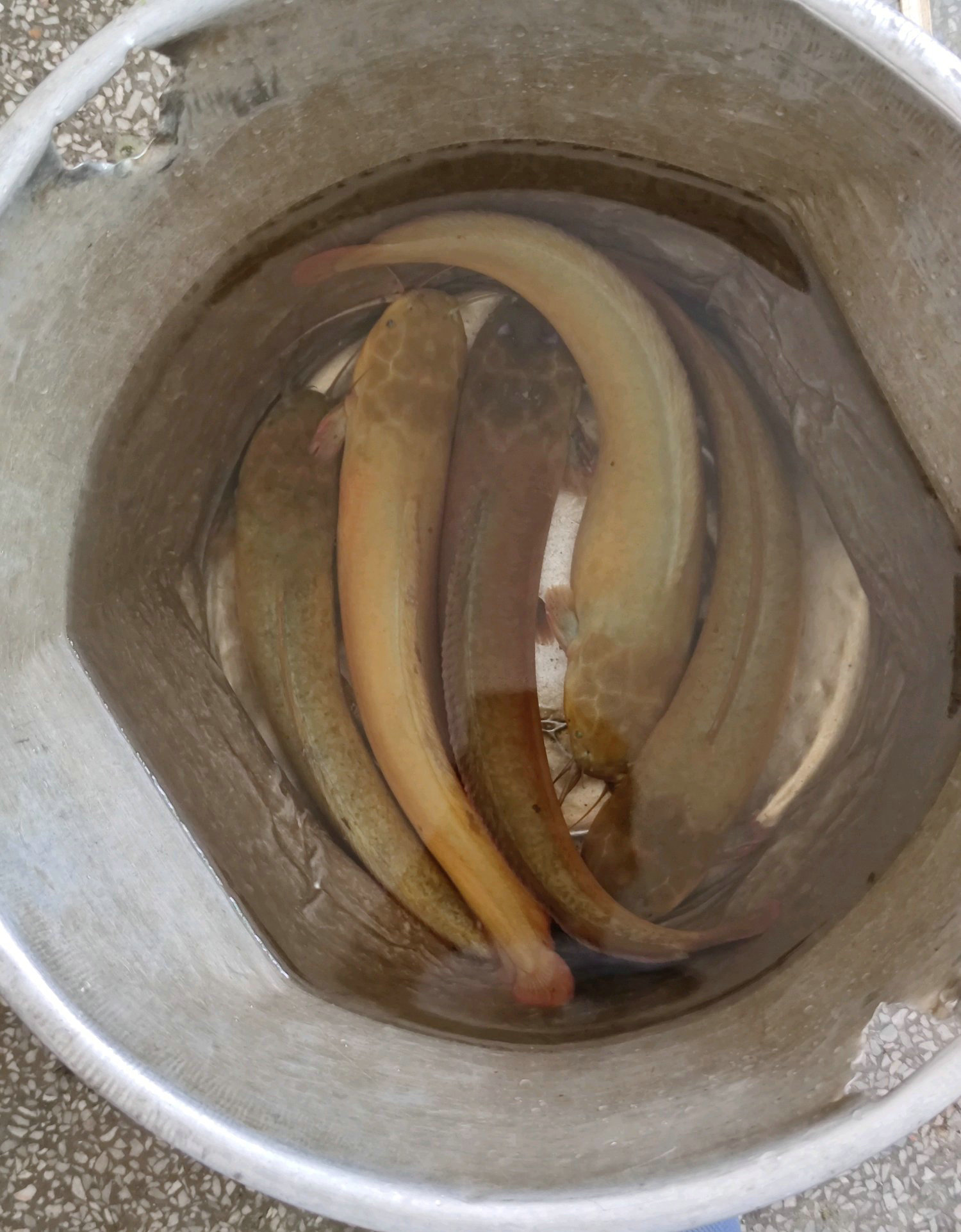 钓获大量塘角鱼图片,钓水库野生塘角鱼