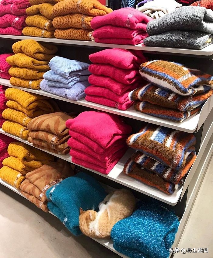 30只模样太霸气「比老板更像老板」的可爱店喵