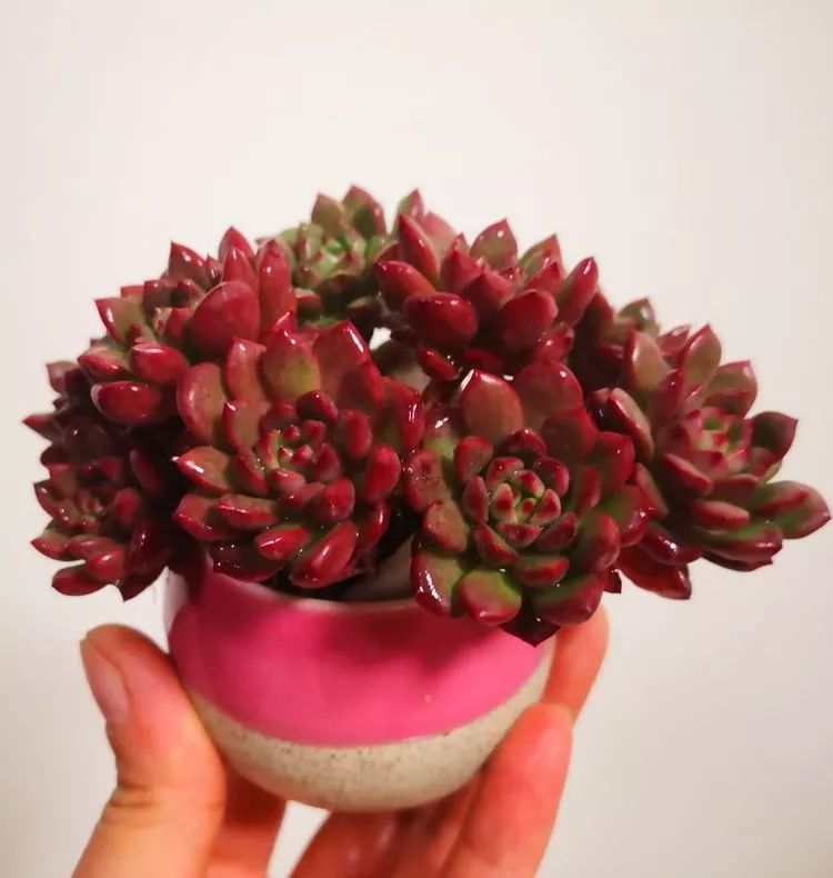 一花一世界多肉园艺,一花一世界一叶一菩提多肉植物